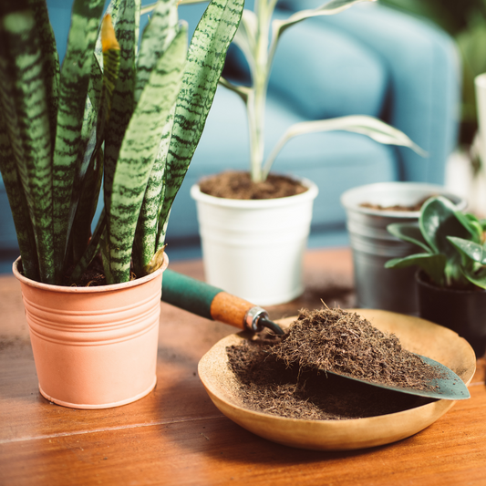 potted houseplants and coco coir