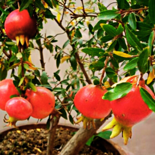 How To Keep Your Fruit Trees Small