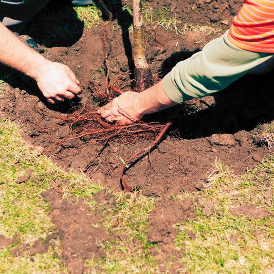 How To Plant Bare Root Trees: An Easy Guide