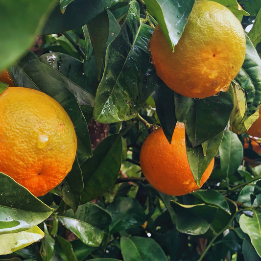 The Ideal Soil Mix for Citrus Plants