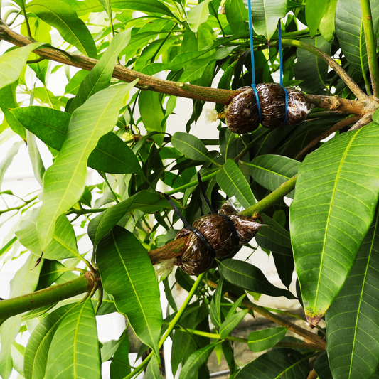 Tropical Fruit Tree Propagation: The Air-Layering Technique