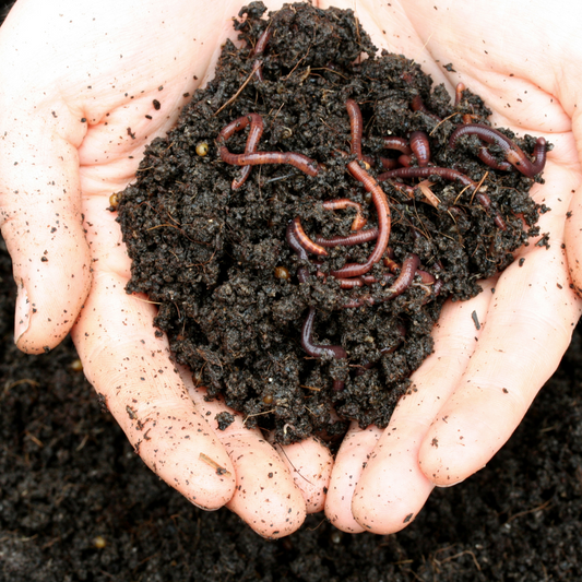 Worm Castings: A Garden's Best-Kept Secret