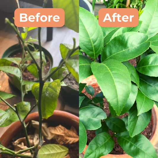 Trimming Citrus Plants in Containers