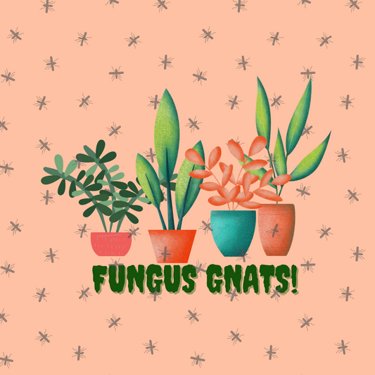 get-rid-of-fungus-gnats