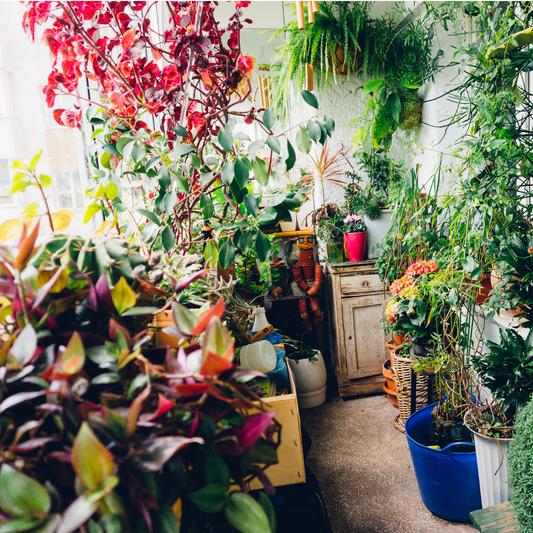 indoor garden with container plants