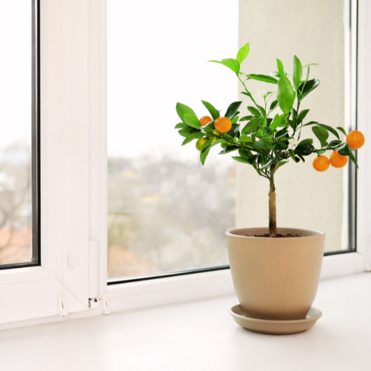 Citrus plant indoors