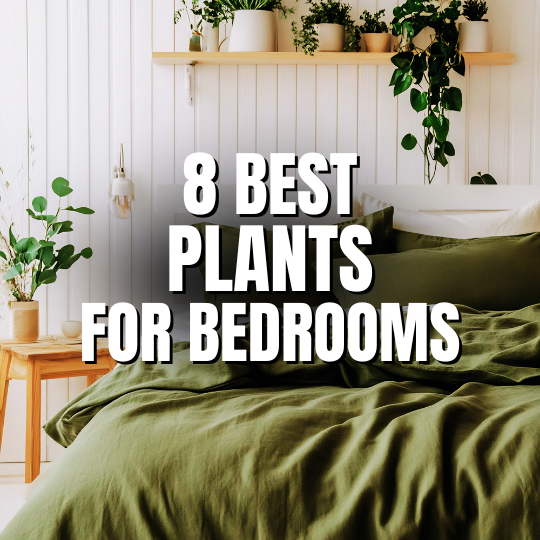 biggest venus fly trap plant Venus Flytrap main image 1