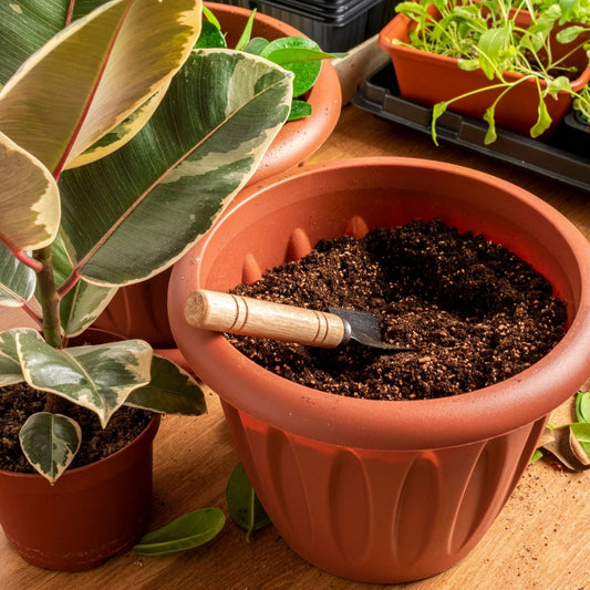 plant-pot-with-coco-coir
