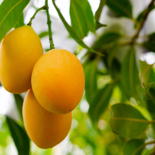 The 5 Best Fertilizers For Tropical Fruit Trees (Indoor and Outdoor)