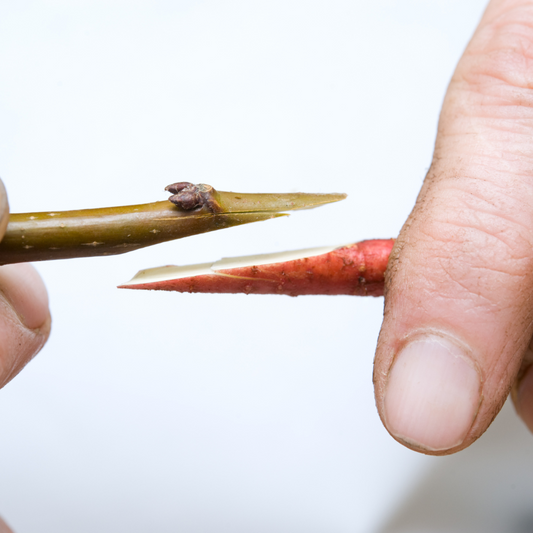 What Are Grafted Trees?