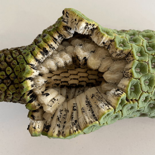 Monstera Deliciosa Fruit