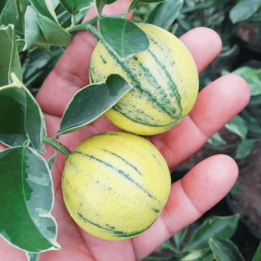 Orange Variegated Plant (Citrus sinensis variegata)
