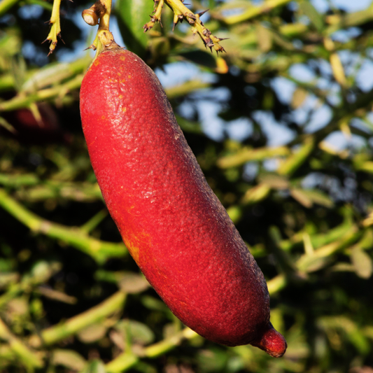 Ruby My Dear Finger Lime