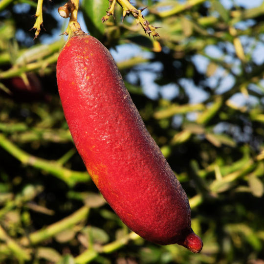 Ruby My Dear Finger Lime