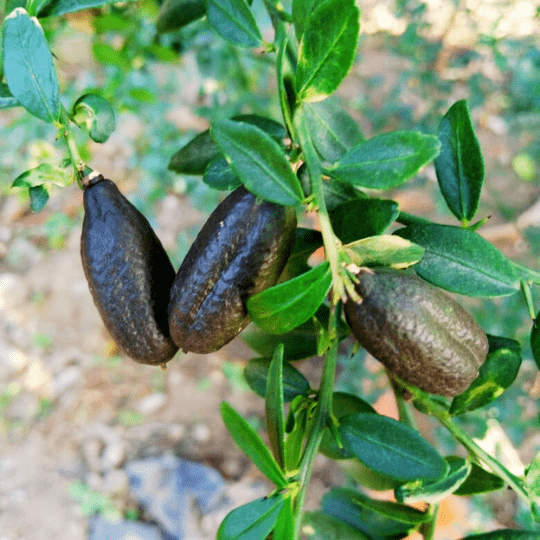 Finger Lime (Citrus Australasica)