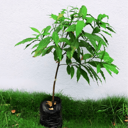 Abiu Plant (Pouteria Caimito)