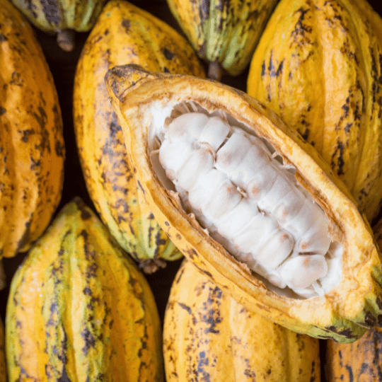 Cacao Fruit (2 pods)