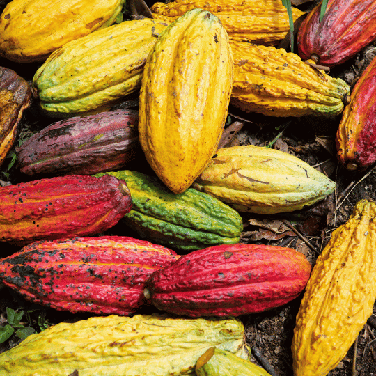 Cacao Fruit (2 pods)