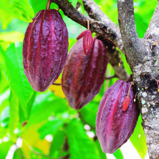 Cacao Fruit (2 pods)