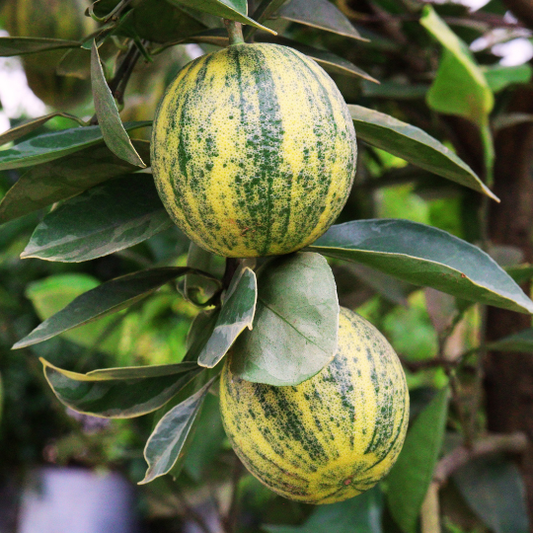 Variegated Eureka Lemon Plant (Citrus Limon x 'Eureka')