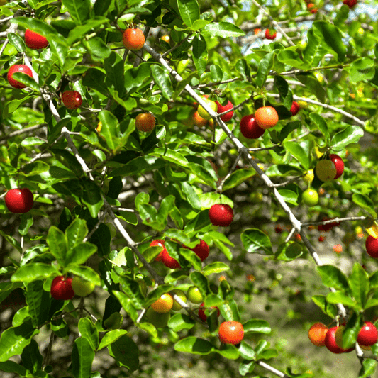 Acerola Cherry (Malpighia Emarginata)