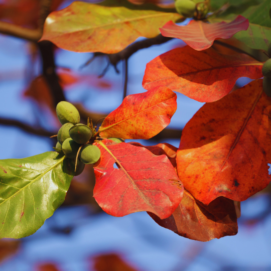 Tropical Almond Plant (Terminalia Catappa)