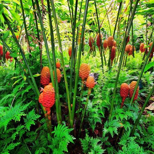 Shampoo Ginger Rhizome (Zingiber zerumbet)