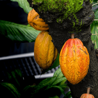 Cacao Plant (Theobroma Cacao)