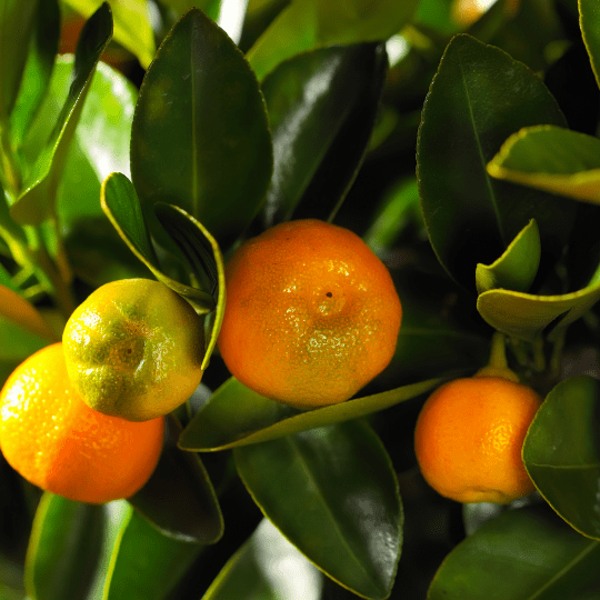 Calamondin Plant (Citrus Microcarpa)