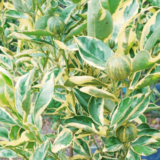 Calamondin Variegated Plant (Citrus Microcarpa)