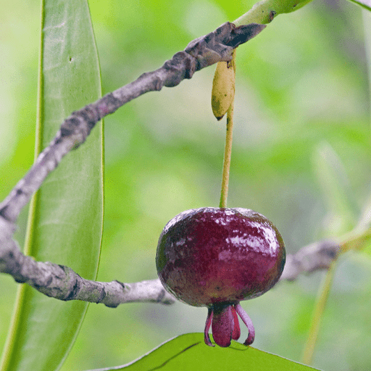Grumichama Plant (Eugenia Brasiliensis)