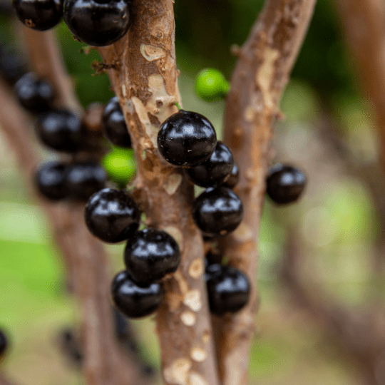 Jabuticaba Plant (Plinia cauliflora)
