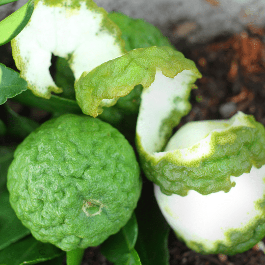 Makrut, Kaffir Lime (Citrus Hystrix)