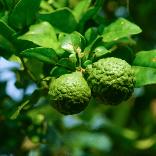 Makrut, Kaffir Lime (Citrus Hystrix)