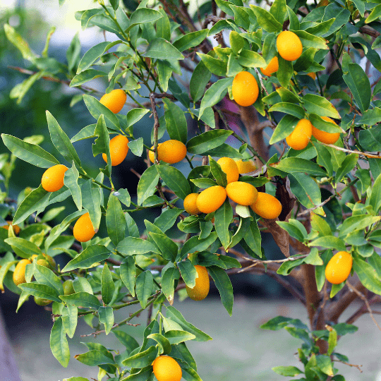 Nagami Kumquat (Citrus Japonica)