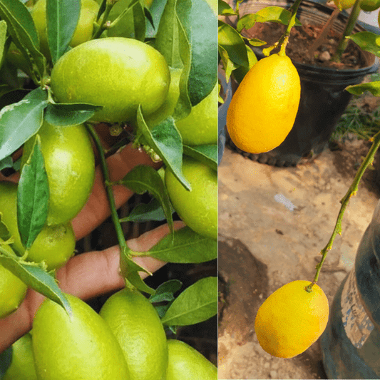 Limequat (Citrus Floridana)