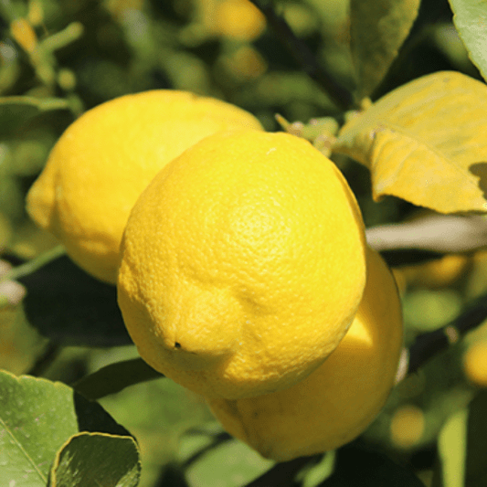 Verna Lemon (Citrus limon 'Verna')