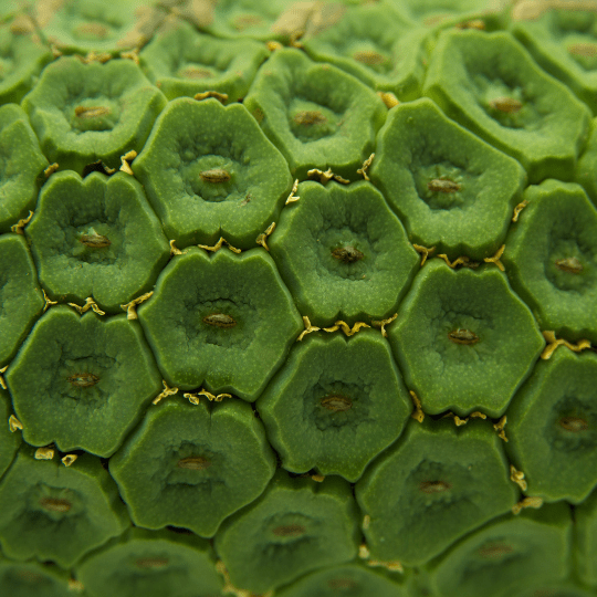 Monstera Deliciosa Fruit