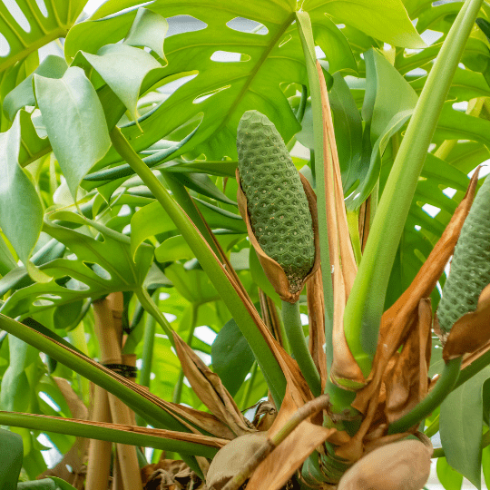 Monstera Deliciosa Fruit