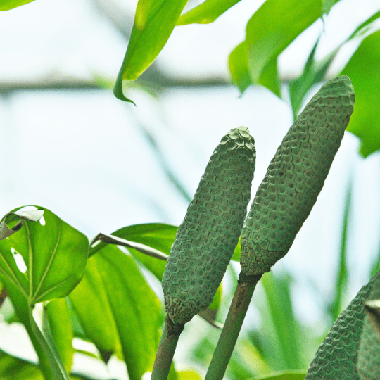 Monstera Deliciosa Fruit