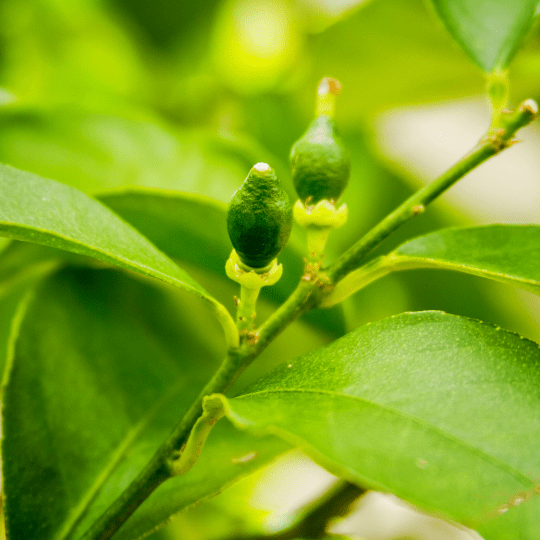 Persian Lime Plant (Citrus Latifolia)
