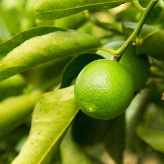 Persian Lime Plant (Citrus Latifolia)