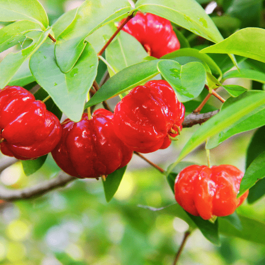 Pitanga Plant (Eugenia Uniflora)