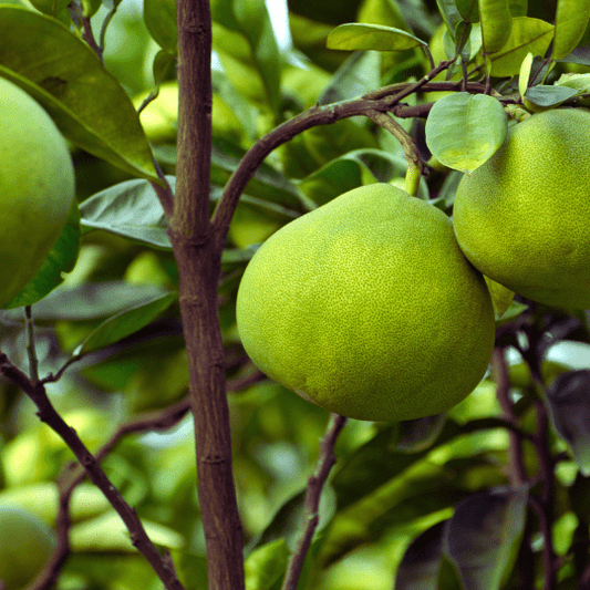 Pomelo Plant (Citrus Maxima)