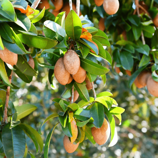 Sapodilla Plant (Manilkara Zapota)