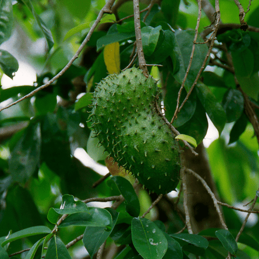 Soursop Plant (Annona Muricata)