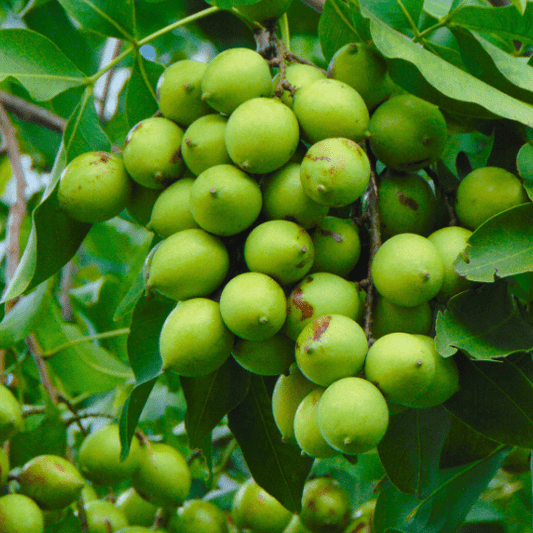 Spanish Lime Plant (Melicoccus Bijugatus)