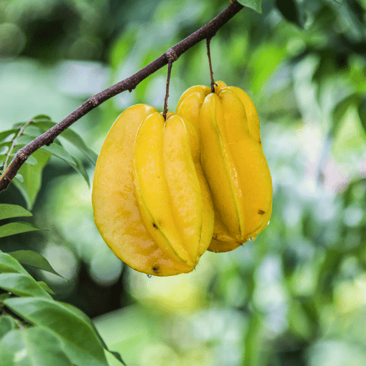 Starfruit Plant (Averrhoa Carambolo)
