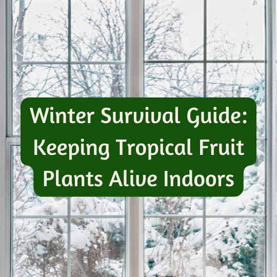 Winter Survival Guide: Keeping Tropical Fruit Plants Alive Indoors (Digital Download)