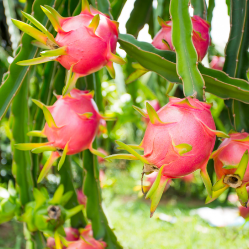 Dragon Fruit (Hylocereus)- Edgar's Baby